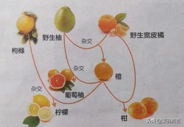 今日新菜：鼠头鸭脖，有嘴有牙还有毛，你真敢吃吗？-7.jpg