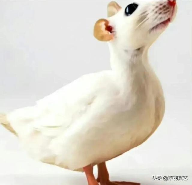 今日新菜：鼠头鸭脖，有嘴有牙还有毛，你真敢吃吗？-8.jpg