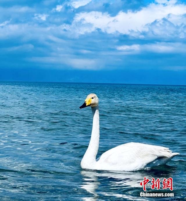 新疆赛里木湖夏日风光旖旎 宛如童话-4.jpg