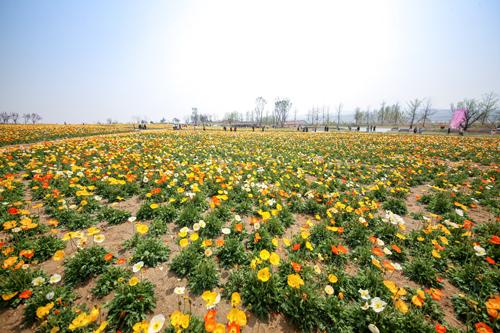 “网红打卡地”“婚拍圣地”！日照花仙子生态旅游区开园-6.jpg