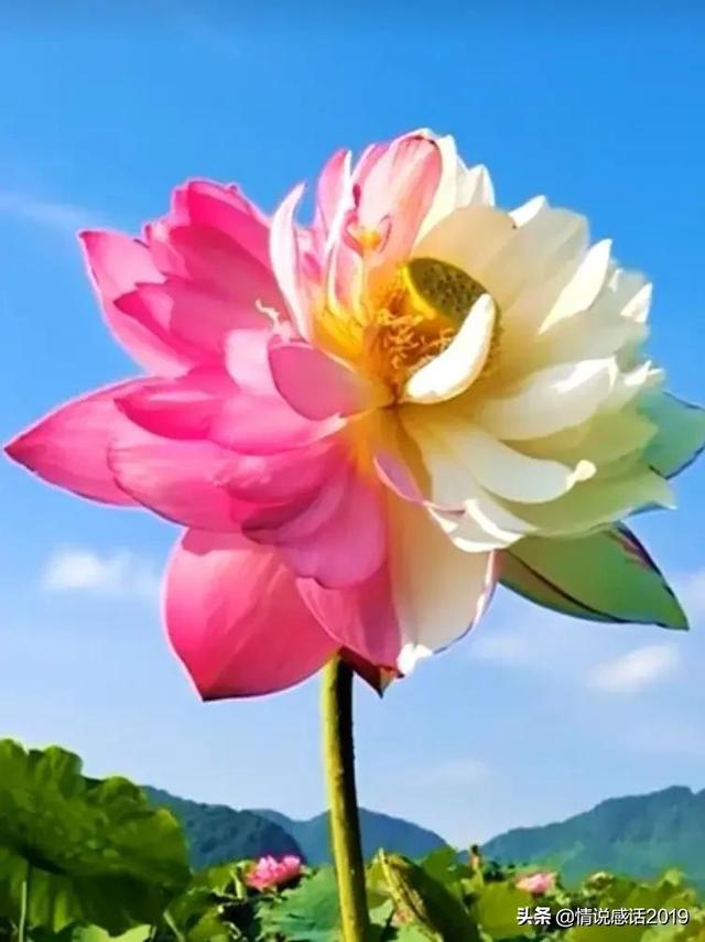 人间最美的婚姻状态，就是相配相互，成全你的好-4.jpg