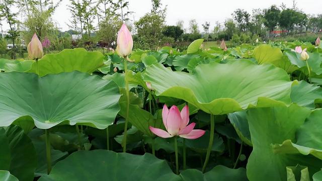 婚姻是相互扶持的，而不是单式扶贫-1.jpg